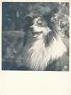 portrait chien 2 tirages argentiques époque v. 1940-1950 photographie