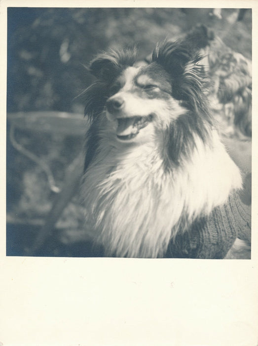 portrait chien 2 tirages argentiques époque v. 1940-1950 photographie
