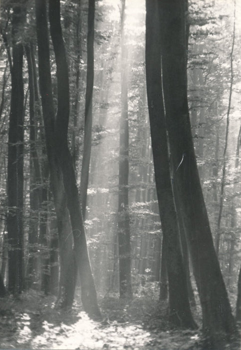 Suite de 4 photographies de sous-bois forêt nature photo photographie