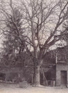Arbre cour propriété campagne photo photographie citrate v. 1910