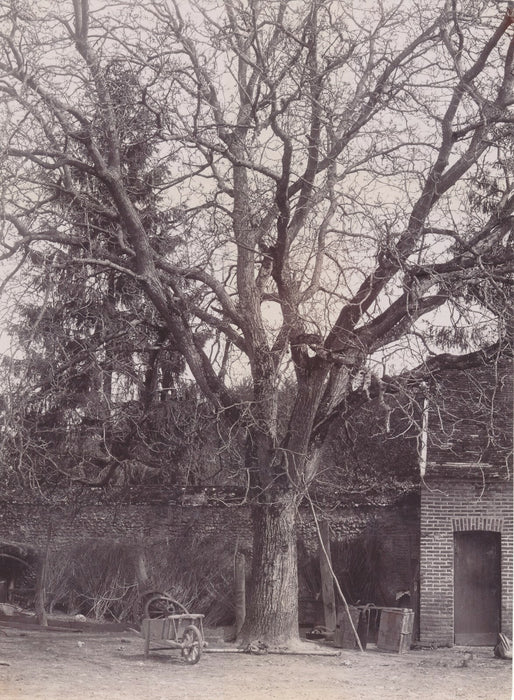 Arbre cour propriété campagne photo photographie citrate v. 1910