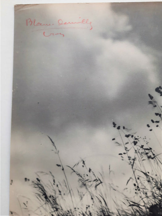 Blanc Demilly étude nature herbes vent photo photographie signée argentique