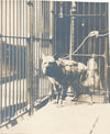 hyène vers 1910 3 photographies photo cage laisse époque vintage