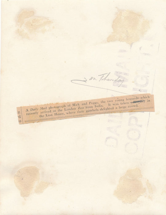 2 léopards v. 1930 zoo anglais photo photographie léopard