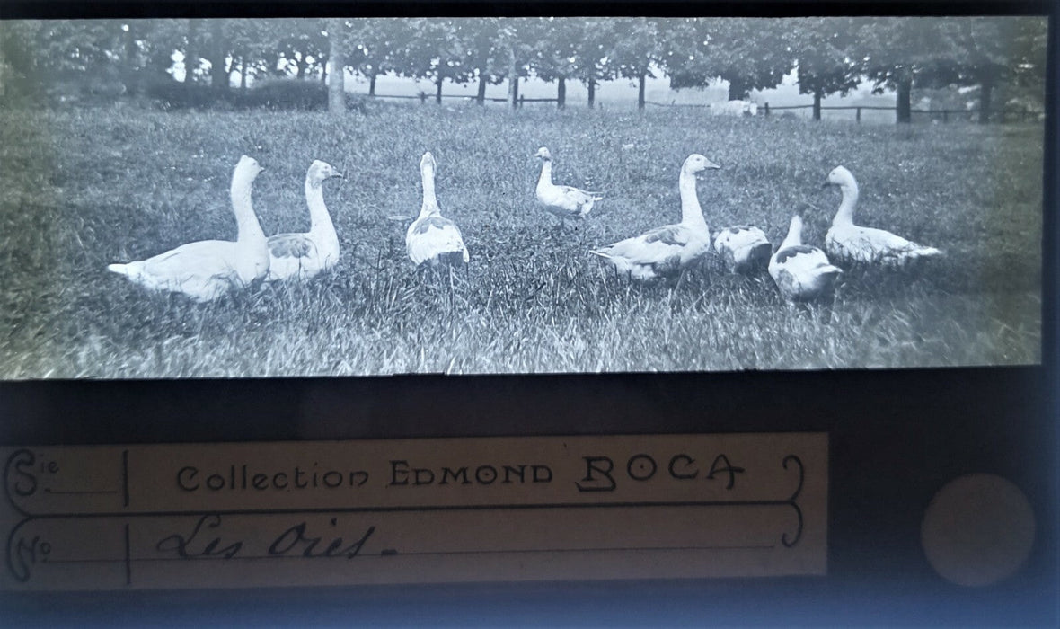 Tremorvezen Carnac Trégastel Perros-Guirec animaux 9 positif verre photo