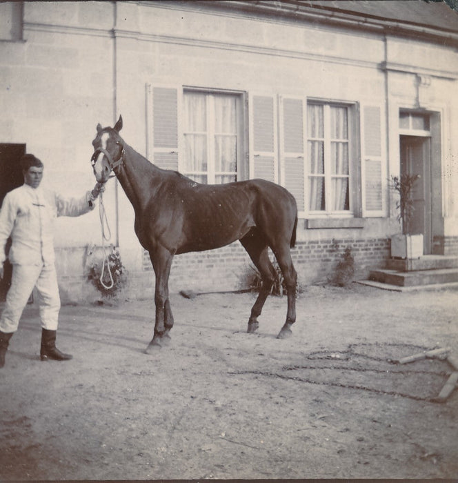 Cheval Auffay Seine Maritime haras box 10 photo photographies tirage citrate