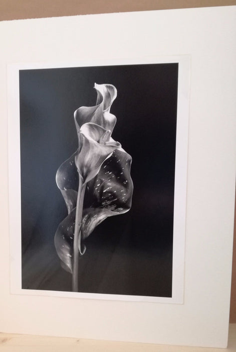 Photographie fleur Marion Valentine tirage argentique signée numérotée photo