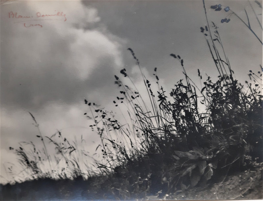 Blanc Demilly étude nature herbes vent photo photographie signée argentique