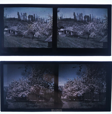 2 autochrome pommiers fleurs photo photographie