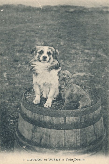 Tola DORIAN 2 lettres autographes signée et 6 cartes postales ses chiens sa vie