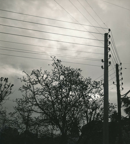 arbres fils électriques poteaux photo photographie v. 1970 paysage nature