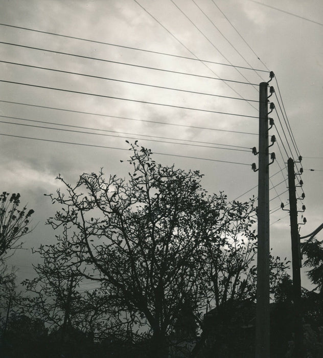 arbres fils électriques poteaux photo photographie v. 1970 paysage nature