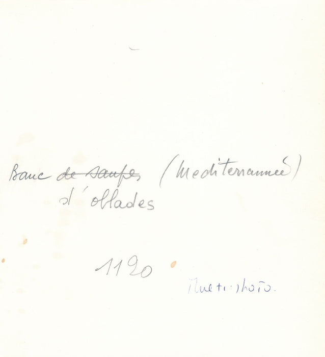 Banc oblades Méditerranée poisson photo photographie sous marine époque