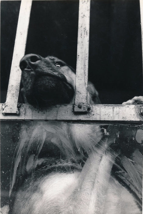 Claude Dityvon tirage argentique d'époque années 70 chien animal photographie