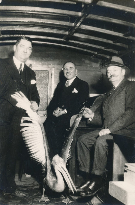 Pellican par le photographe Gaston Paris photo photographie v. 1930