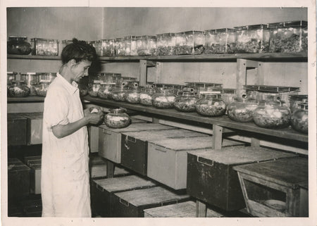 Institut Pasteur souris blanches expériences 1943photo photographie vaccin