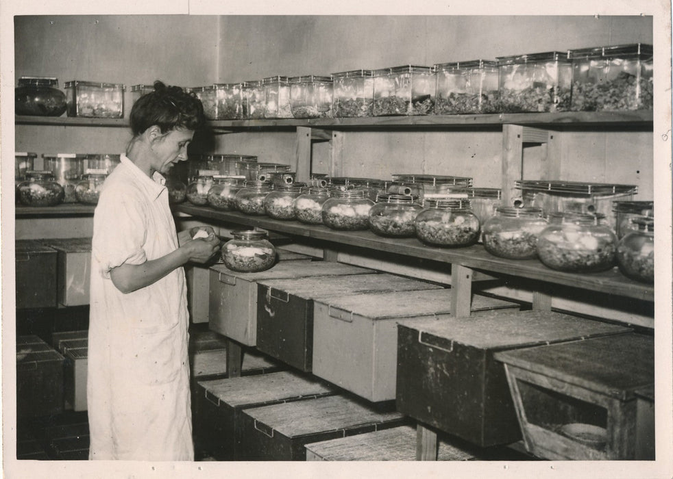 Institut Pasteur souris blanches expériences 1943photo photographie vaccin
