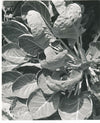 Étude de plante forme 2 photo photographie vintage vers 1950