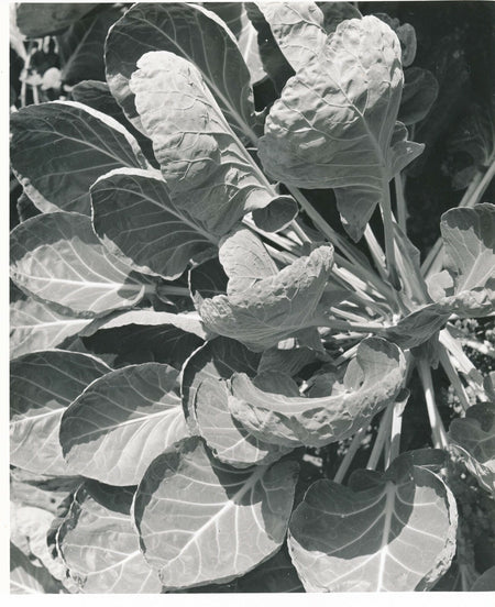 Étude de plante forme 2 photo photographie vintage vers 1950