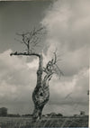 arbre 3 variations photo photographie v. 1960 nature paysage