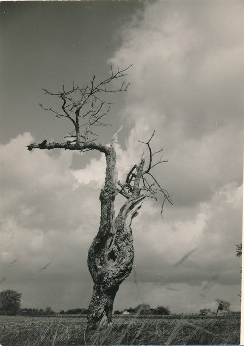 arbre 3 variations photo photographie v. 1960 nature paysage