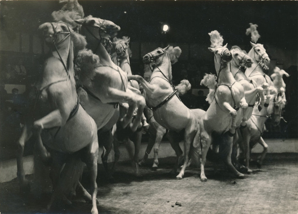 Cirque Amiens, 1955 chevaux photo photographie époque