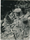 6 photographies argentiques fleur années 1950 pétale nature photo