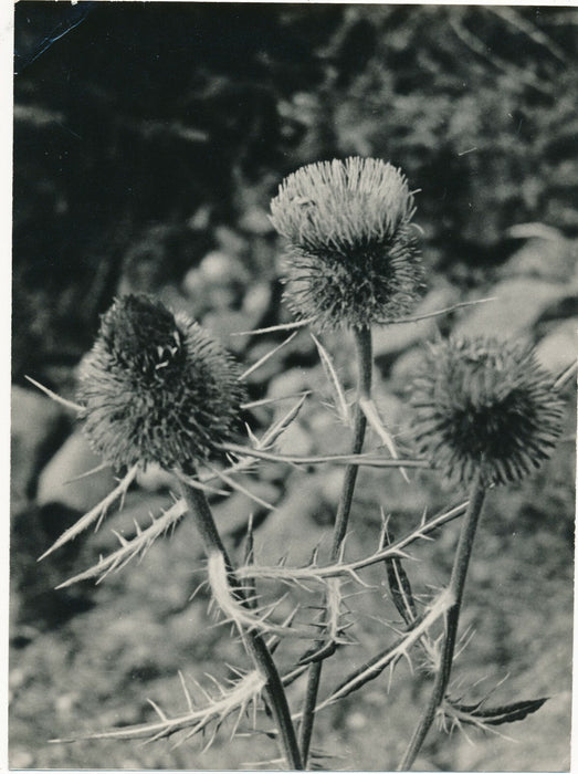 6 photographies argentiques fleur années 1950 pétale nature photo