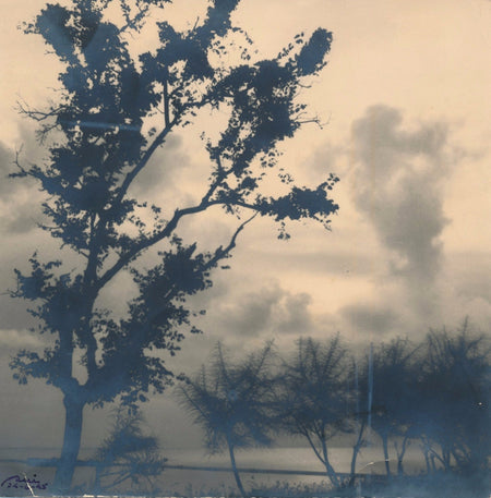 Tirage argentique d'époque Paysage, arbres tirage signé non identifié photo