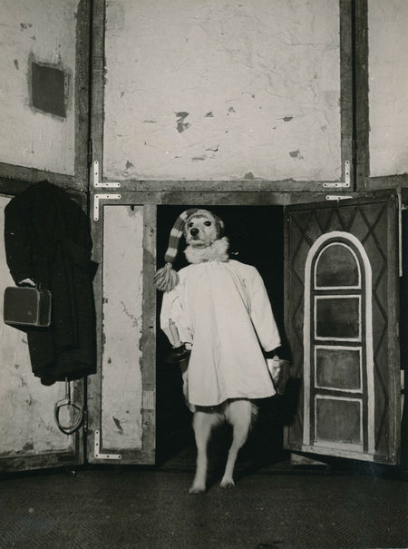 IZIS Israëlis Bidermanas photographe le chien au bonnet de nuit cirque photo