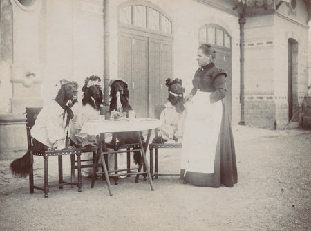 chiens costume humour animaux table citrate tirage photo photographie