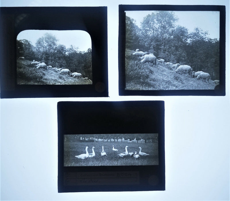 Tremorvezen Carnac Trégastel Perros-Guirec animaux 9 positif verre photo