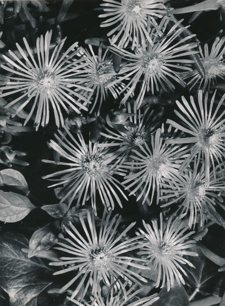 Fleur plante hibiscus macro photo photographie Noailles