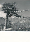 Arbre vent photo photographie montagne v. 1960 anonyme