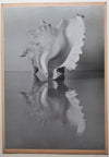André DURAND coquillage 1939 grand tirage photo photographie