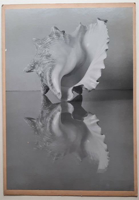 André DURAND coquillage 1939 grand tirage photo photographie