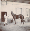 Cheval Auffay Seine Maritime haras box 10 photo photographies tirage citrate