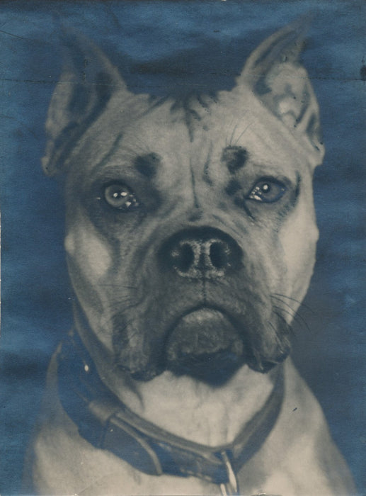 Tête portrait de chien photo photographie époque 1948