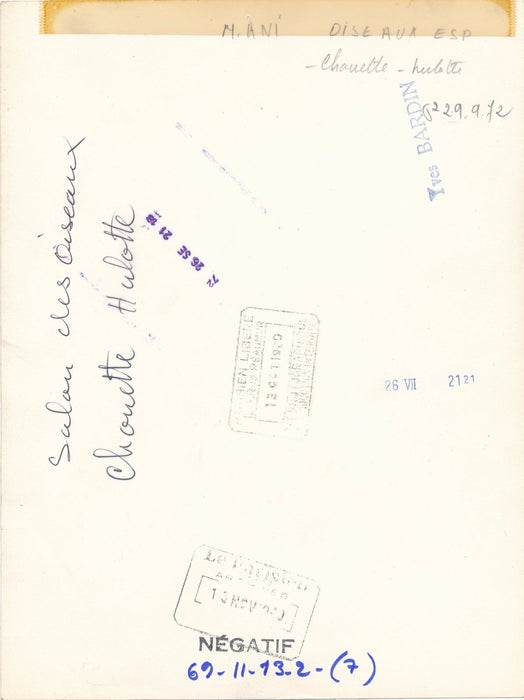 Photographie Chouette hulotte tirage argentique époque 1969 photo presse oiseau