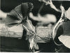 6 photographies argentiques fleur années 1950 pétale nature photo