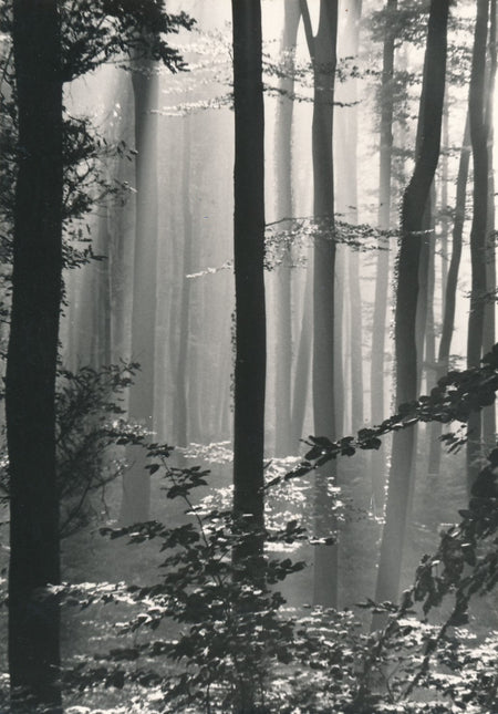 Suite de 4 photographies de sous-bois forêt nature photo photographie