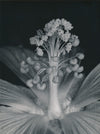 Plante fleur Mesembryanthemum photo photographie Noailles macro