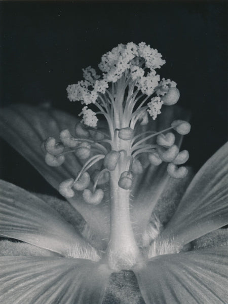 Plante fleur Mesembryanthemum photo photographie Noailles macro