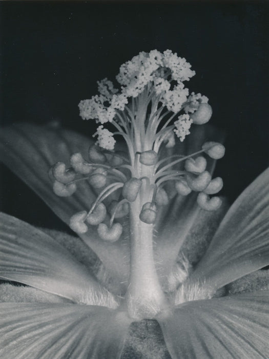 Plante fleur Mesembryanthemum photo photographie Noailles macro
