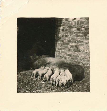 snapshot truie cochons ferme amateur famille argentique animaux Photo
