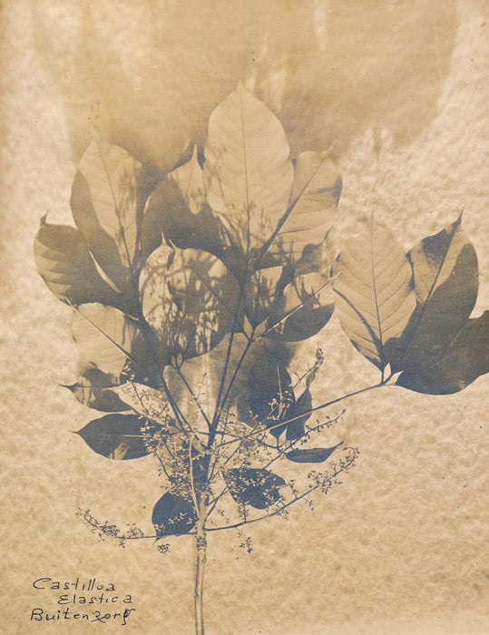 Photo Nature morte plante Castilloa Elastica tirage argentique époque