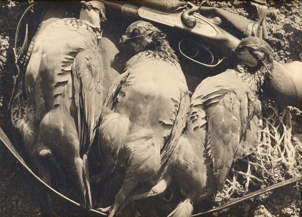 Photo Nature morte chasse oiseaux fusil tirage argentique époque