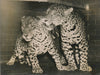 Les deux jaguars photo photographie époque Londres 1937