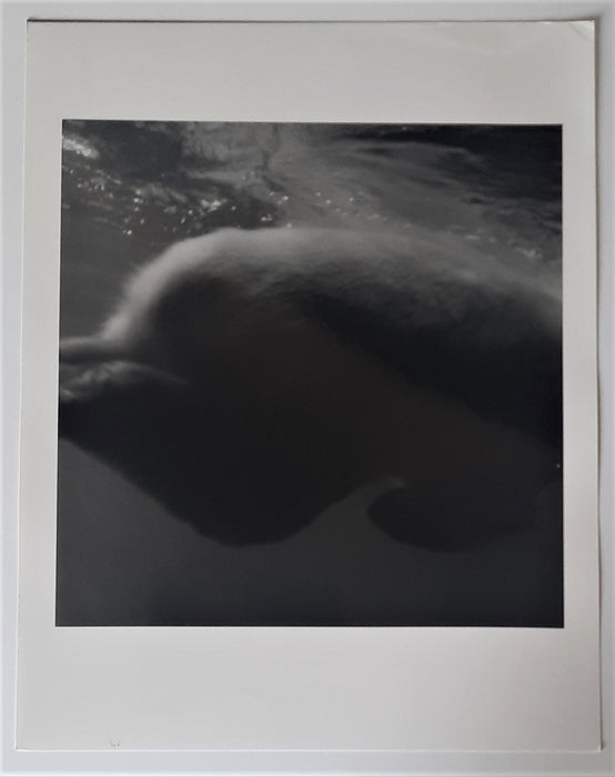 Philippe REVERDOT photo photographie animal argentique cachet au dos