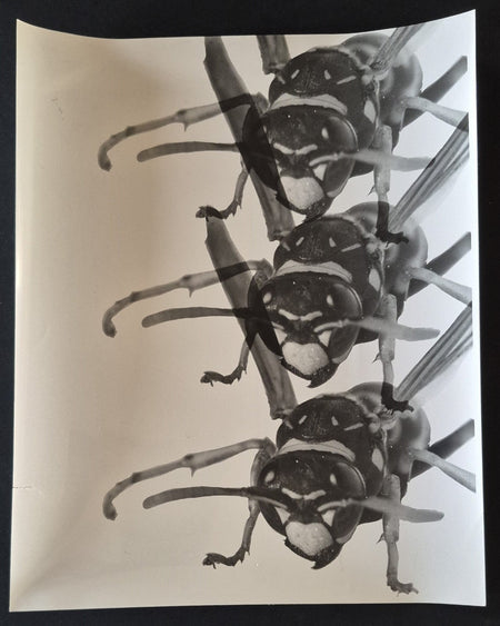 Insectes photo photographie époque montage négatif